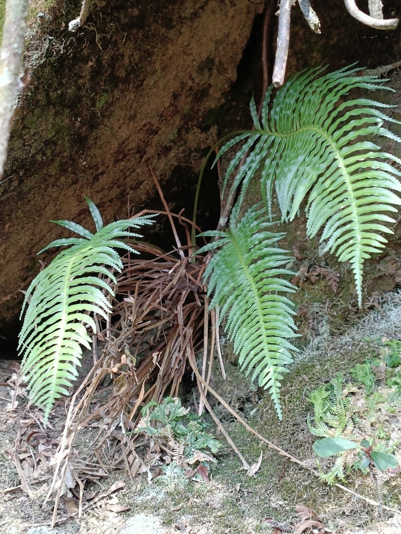 Plagiogyria falcata photo 7