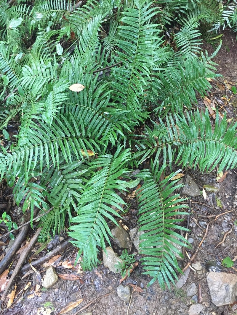 Plagiogyria glauca