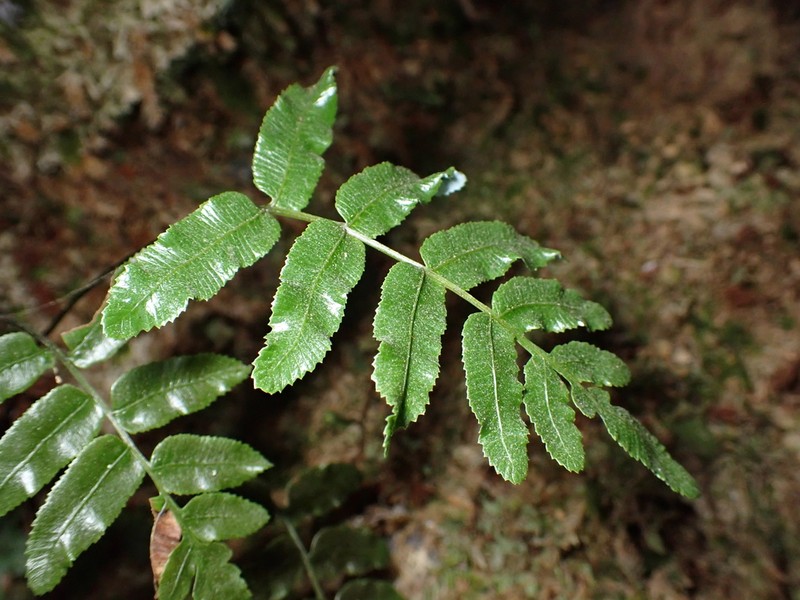 Plagiogyria glauca photo 2