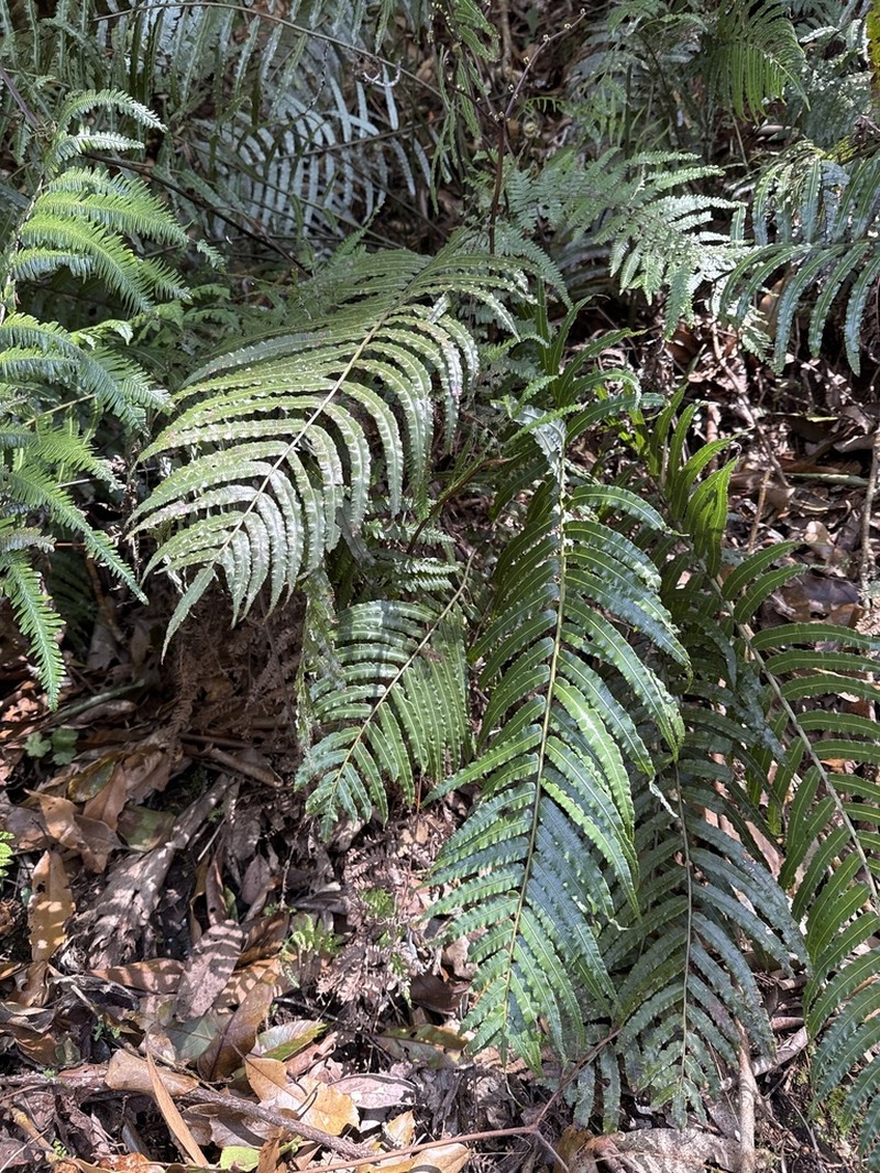 Plagiogyria glauca photo 3