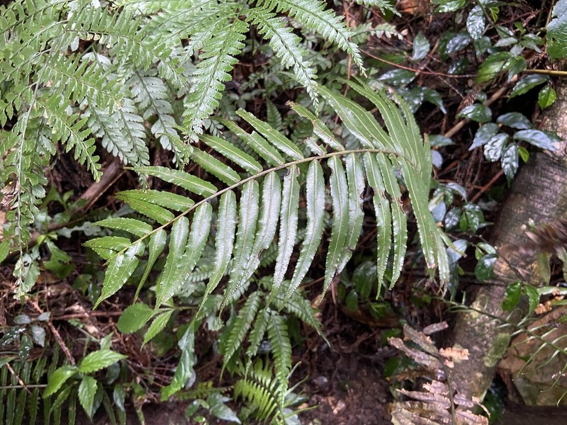 Plagiogyria glauca photo 4