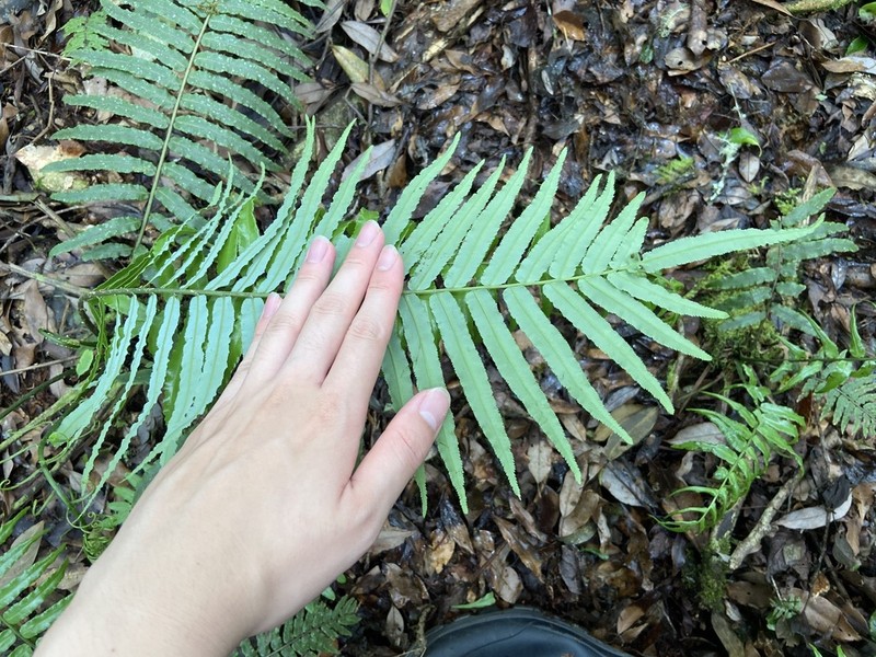 Plagiogyria glauca photo 5