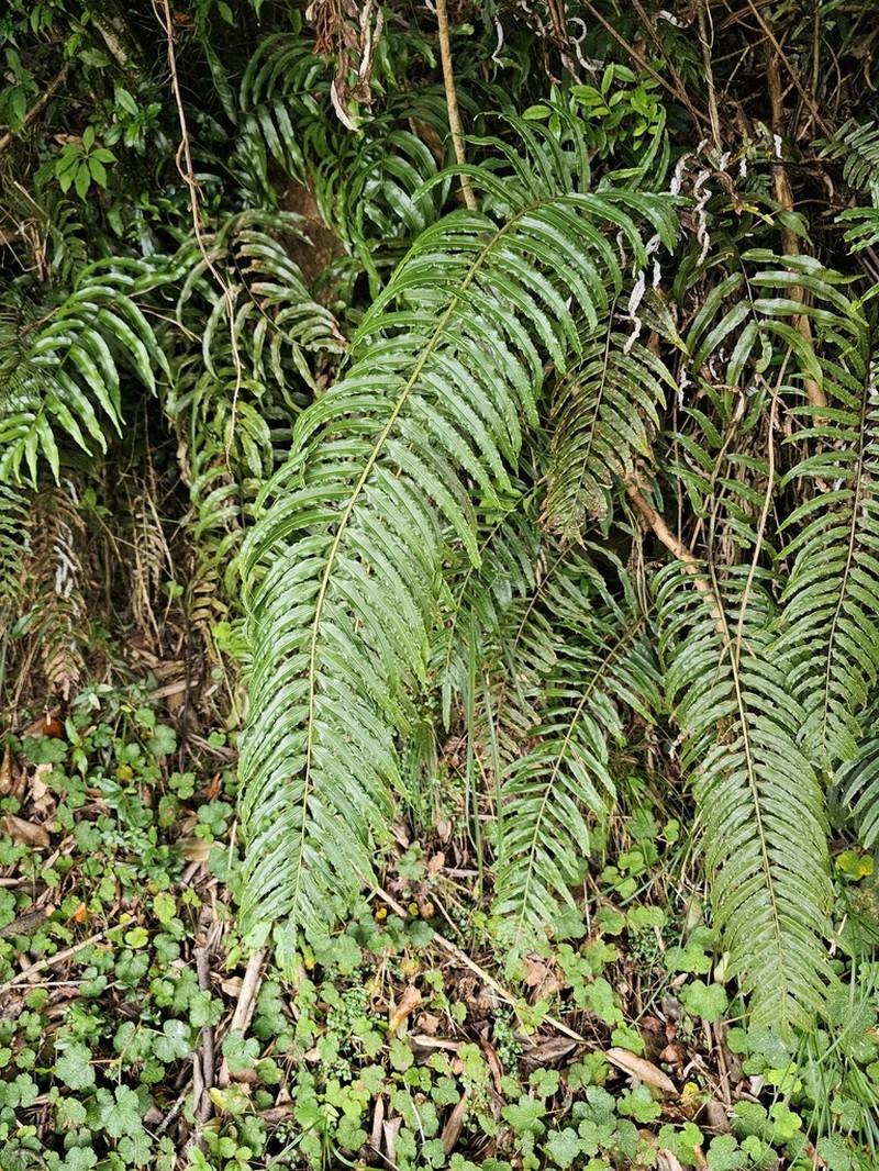 Plagiogyria glauca photo 6