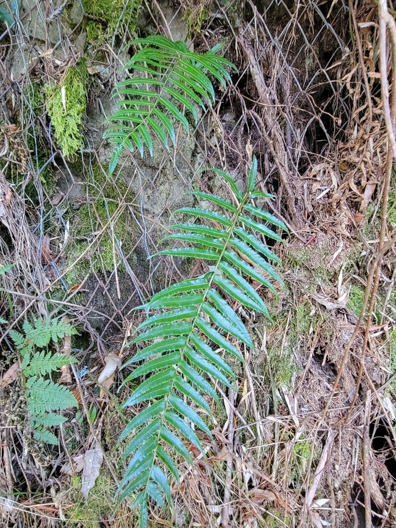 Plagiogyria glauca photo 7