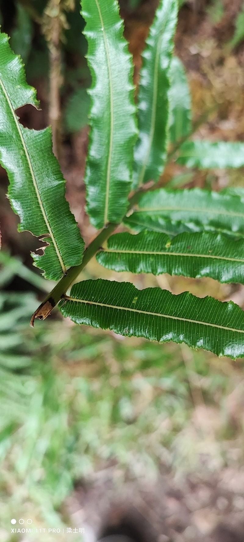 Plagiogyria glauca photo 8