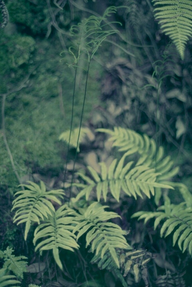 Plagiogyria japonica