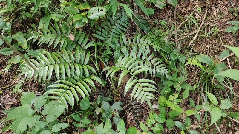 Plagiogyria japonica photo 2