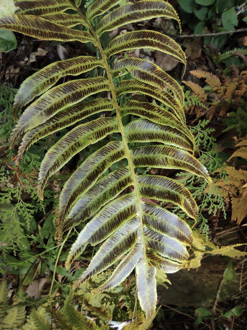 Plagiogyria japonica photo 3