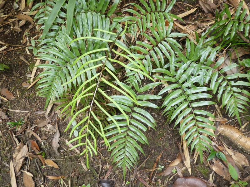 Plagiogyria japonica photo 4