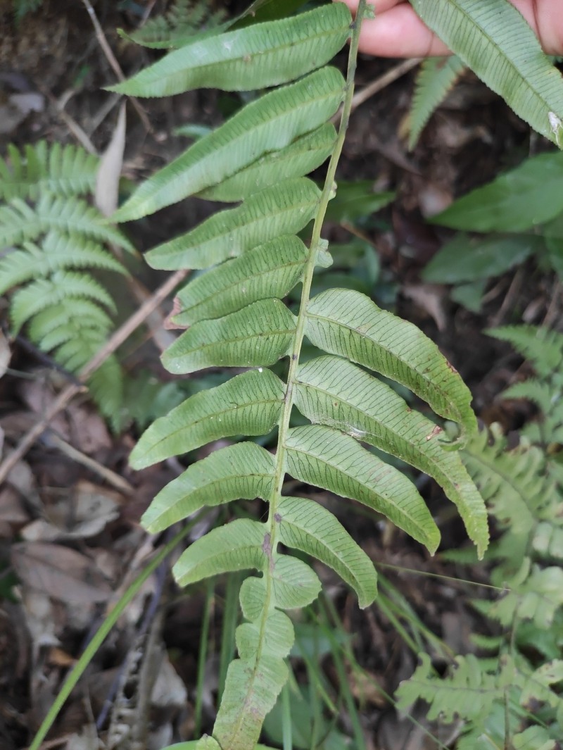 Plagiogyria japonica photo 5