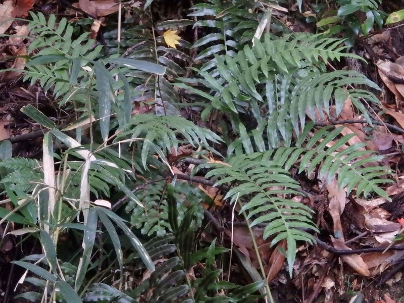 Plagiogyria japonica photo 6
