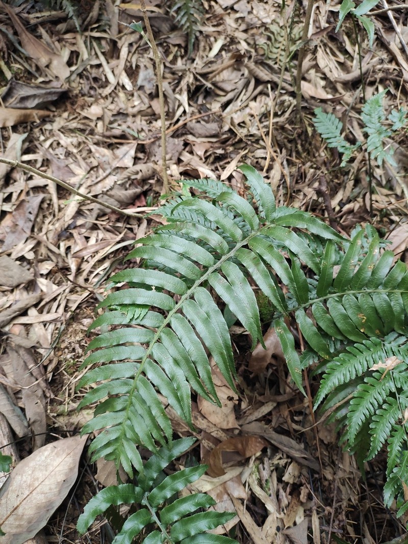 Plagiogyria japonica photo 7