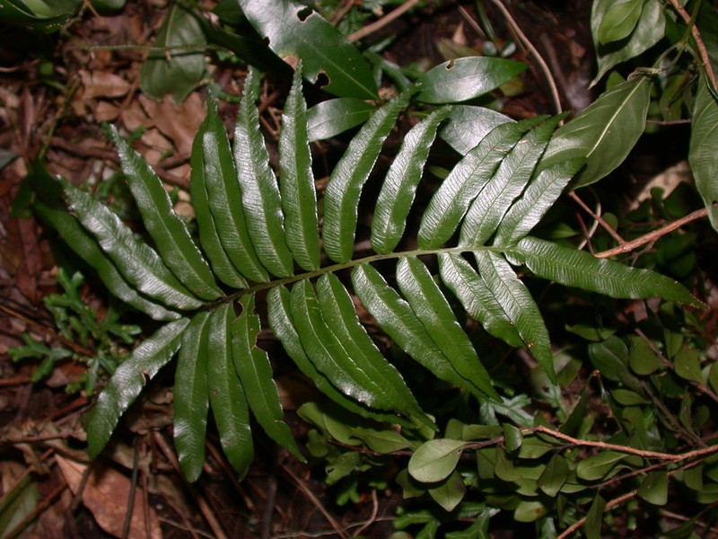 Plagiogyria japonica photo 8