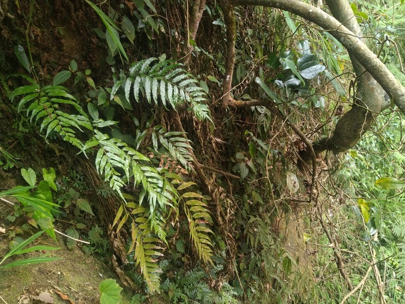 Plagiogyria koidzumii