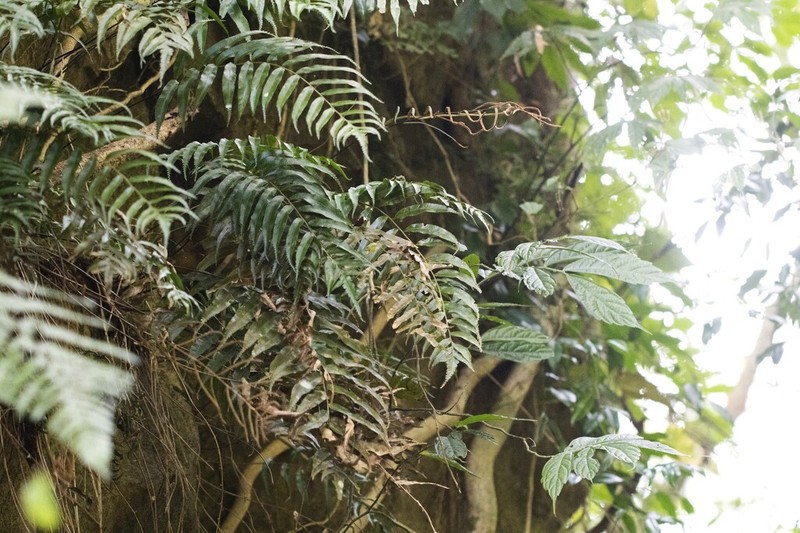 Plagiogyria koidzumii photo 3