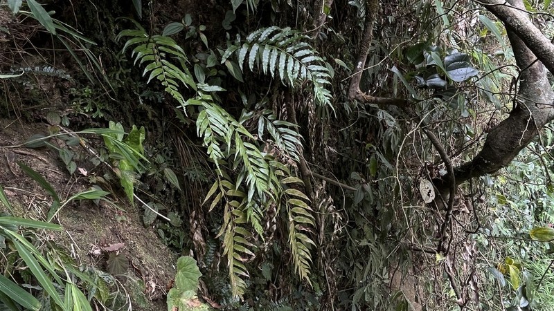 Plagiogyria koidzumii photo 5