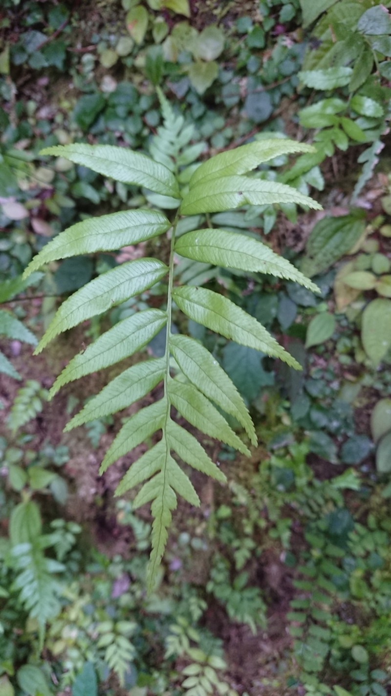 Plagiogyria koidzumii photo 6