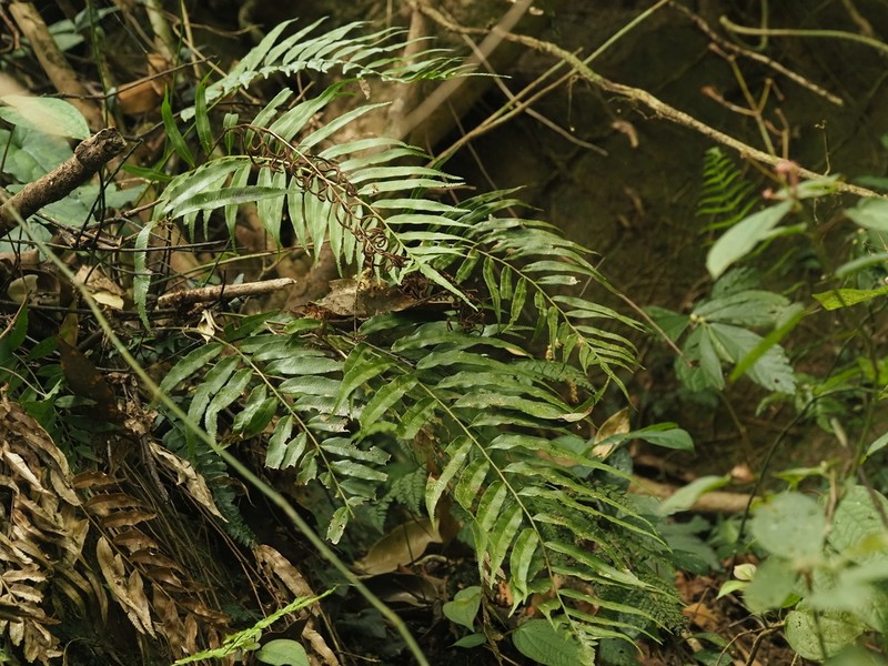 Plagiogyria koidzumii photo 7