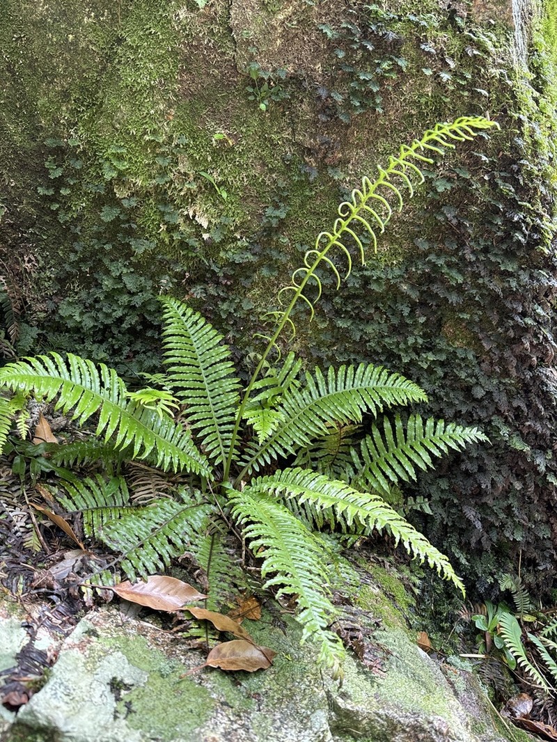 Plagiogyria matsumurana