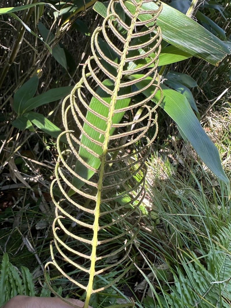 Plagiogyria matsumurana photo 3