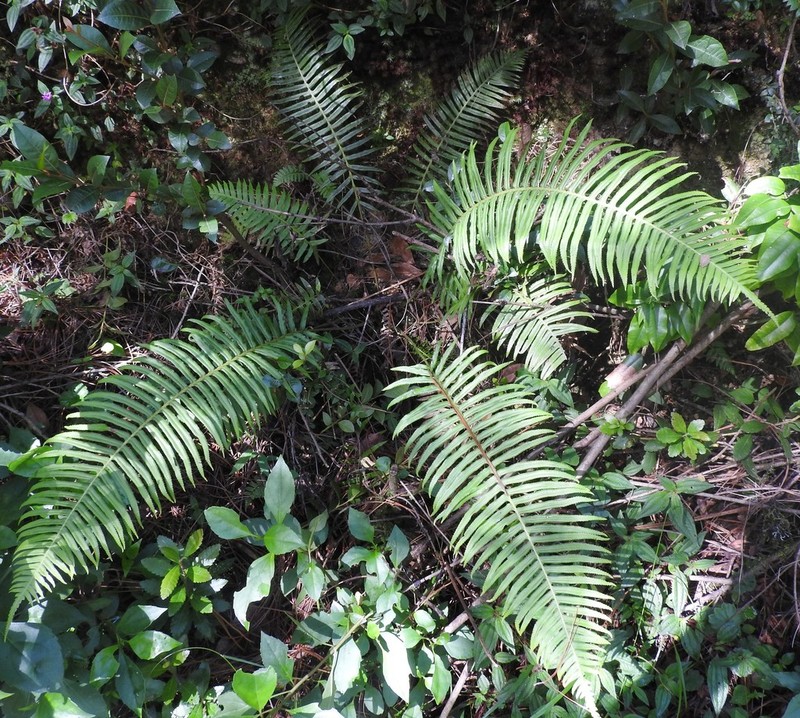Plagiogyria pectinata