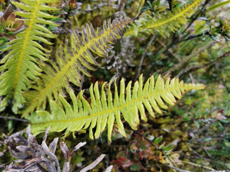 Plagiogyria pectinata photo 2