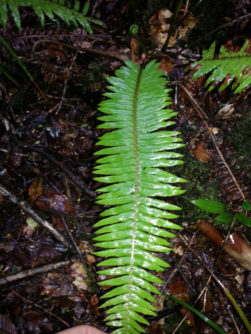 Plagiogyria pectinata photo 3