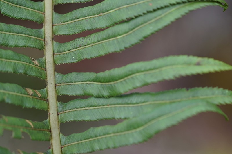 Plagiogyria pectinata photo 5