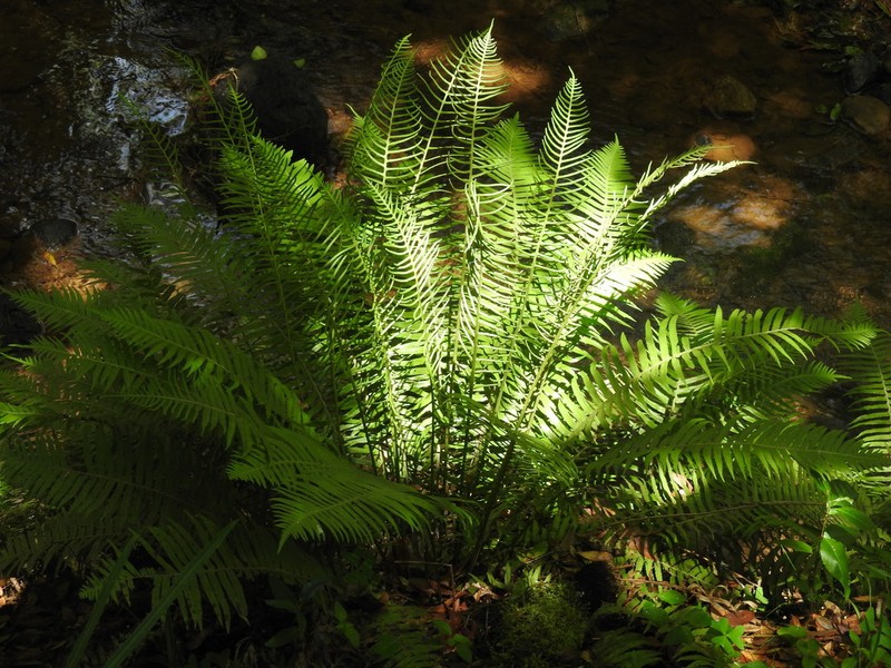 Plagiogyria pectinata photo 8