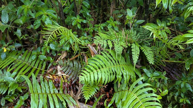 Plagiogyria pycnophylla