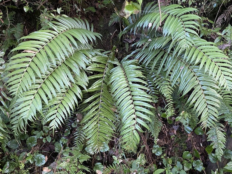 Plagiogyria pycnophylla photo 2