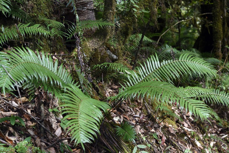 Plagiogyria pycnophylla photo 3