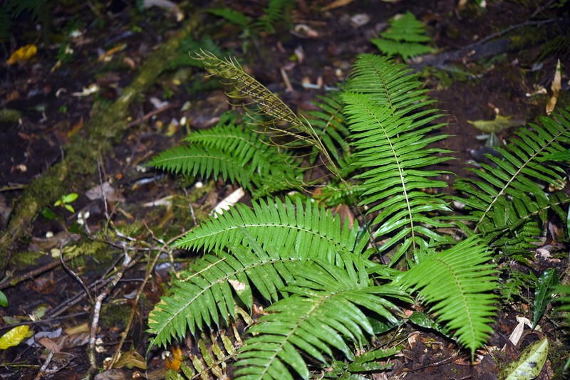 Plagiogyria pycnophylla photo 4