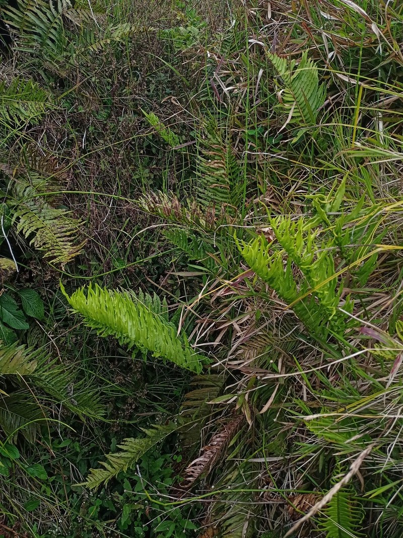 Plagiogyria pycnophylla photo 5