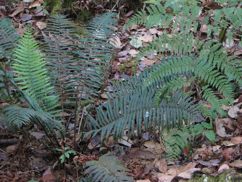 Plagiogyria pycnophylla photo 6