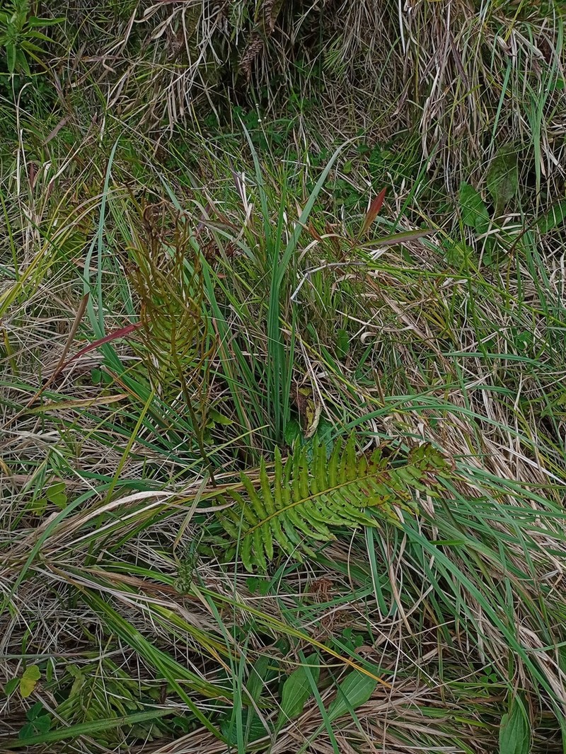 Plagiogyria pycnophylla photo 7