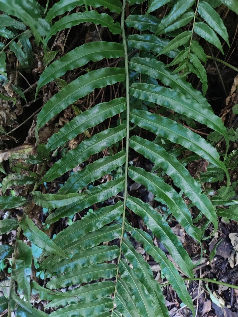 Plagiogyria pycnophylla photo 8