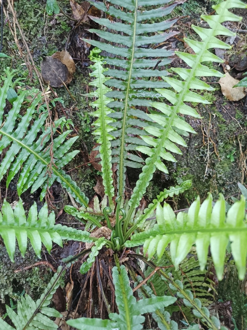 Plagiogyria stenoptera photo 2