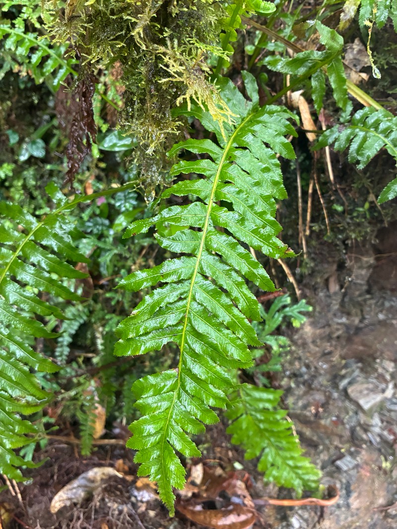 Plagiogyria stenoptera photo 3