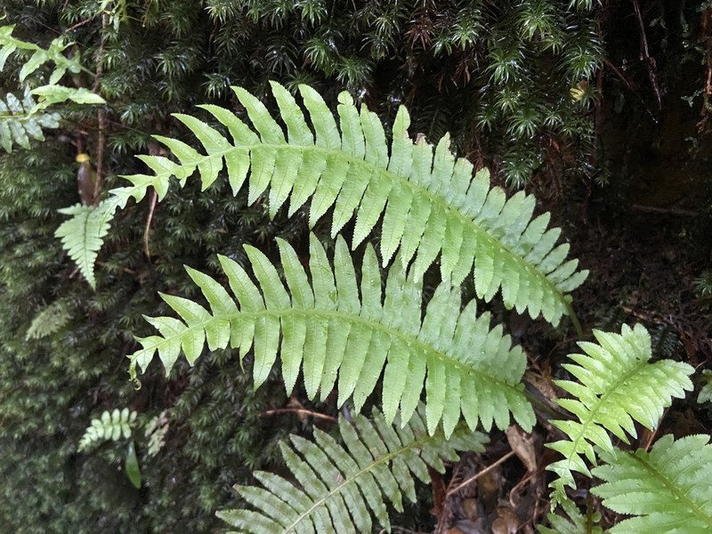Plagiogyria stenoptera photo 5