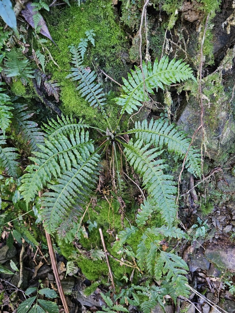 Plagiogyria stenoptera photo 8