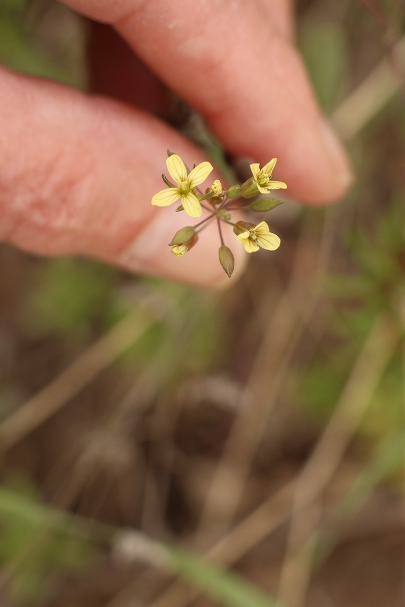 Plagioloba perfoliata