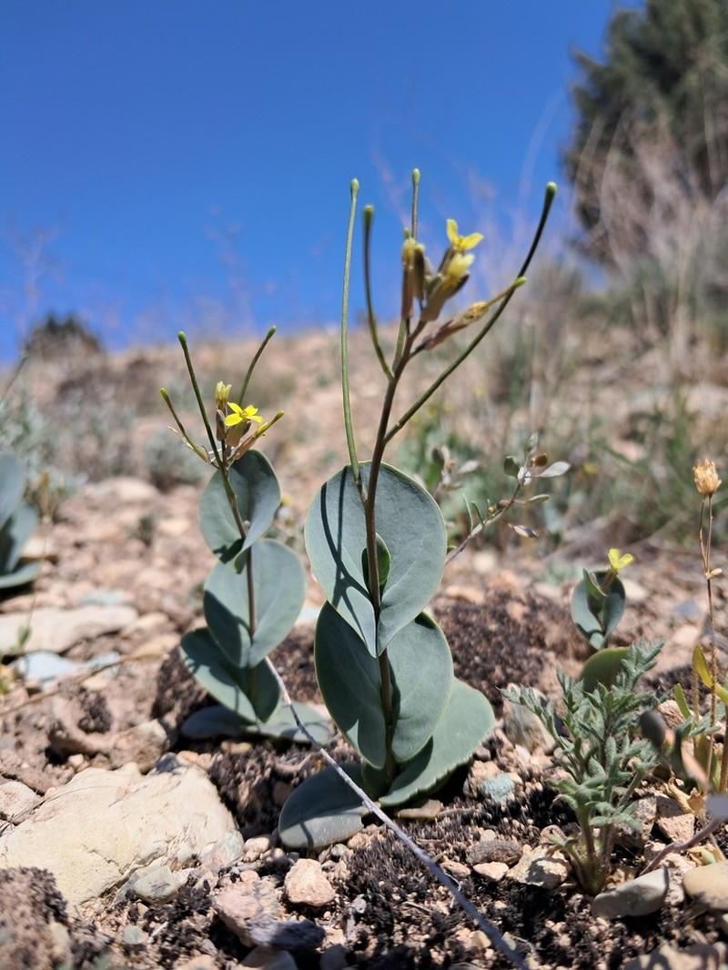Plagioloba perfoliata photo 2