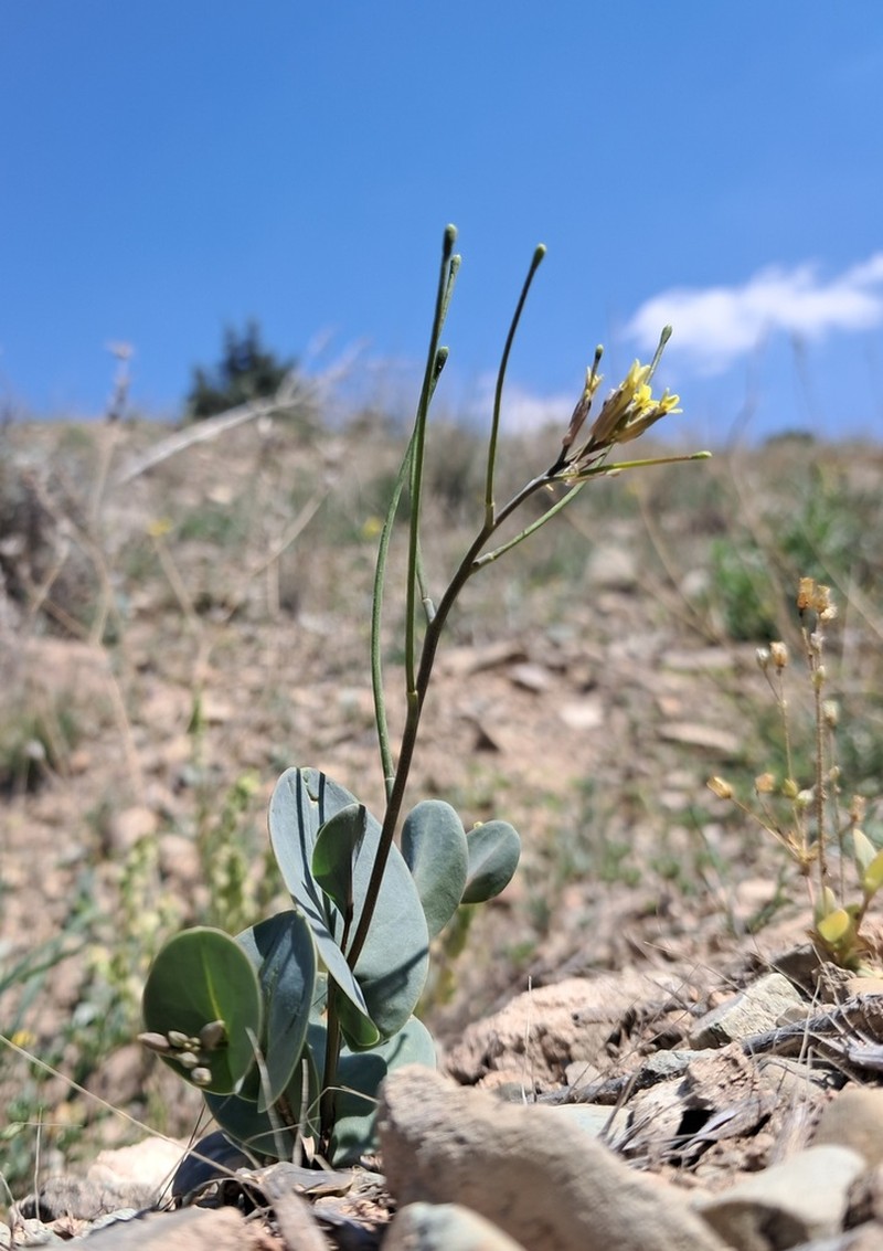 Plagioloba perfoliata photo 3