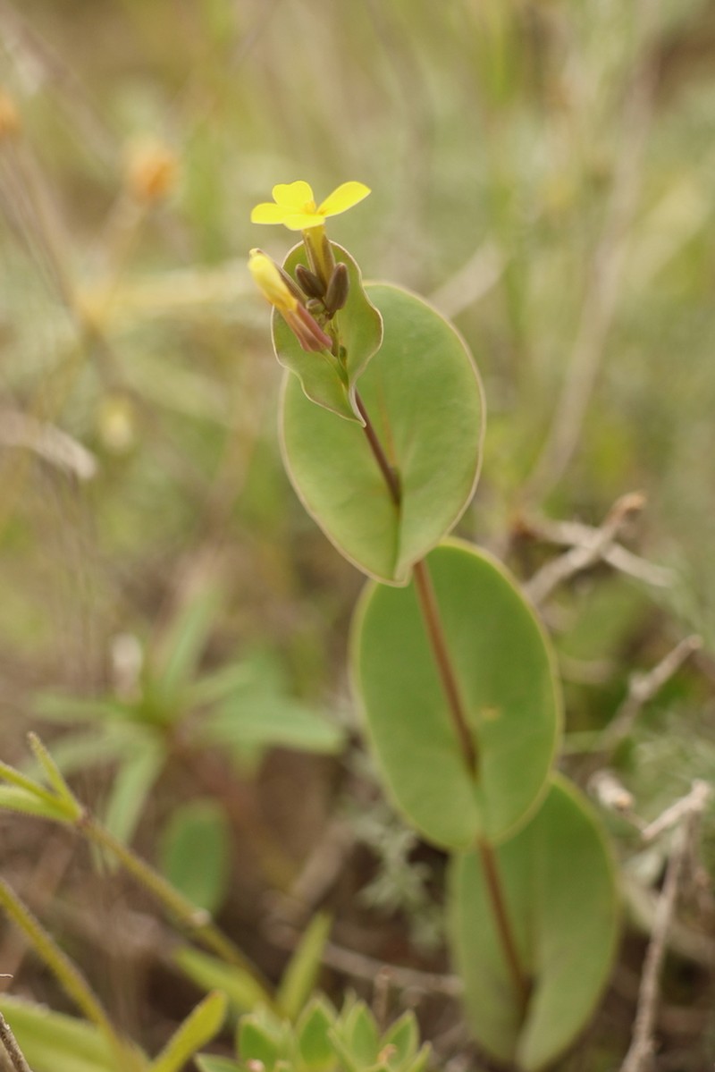 Plagioloba perfoliata photo 4