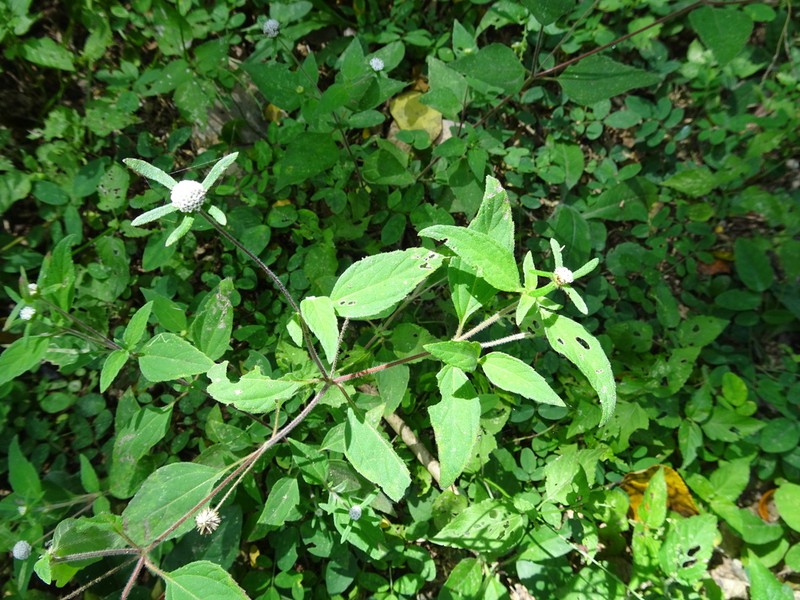 Plagiolophus millspaughii photo 3