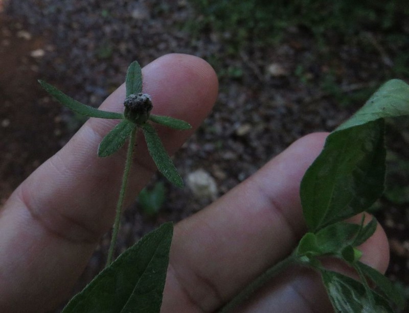 Plagiolophus millspaughii photo 4
