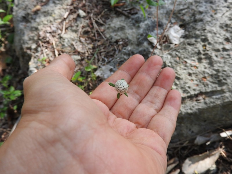 Plagiolophus millspaughii photo 5