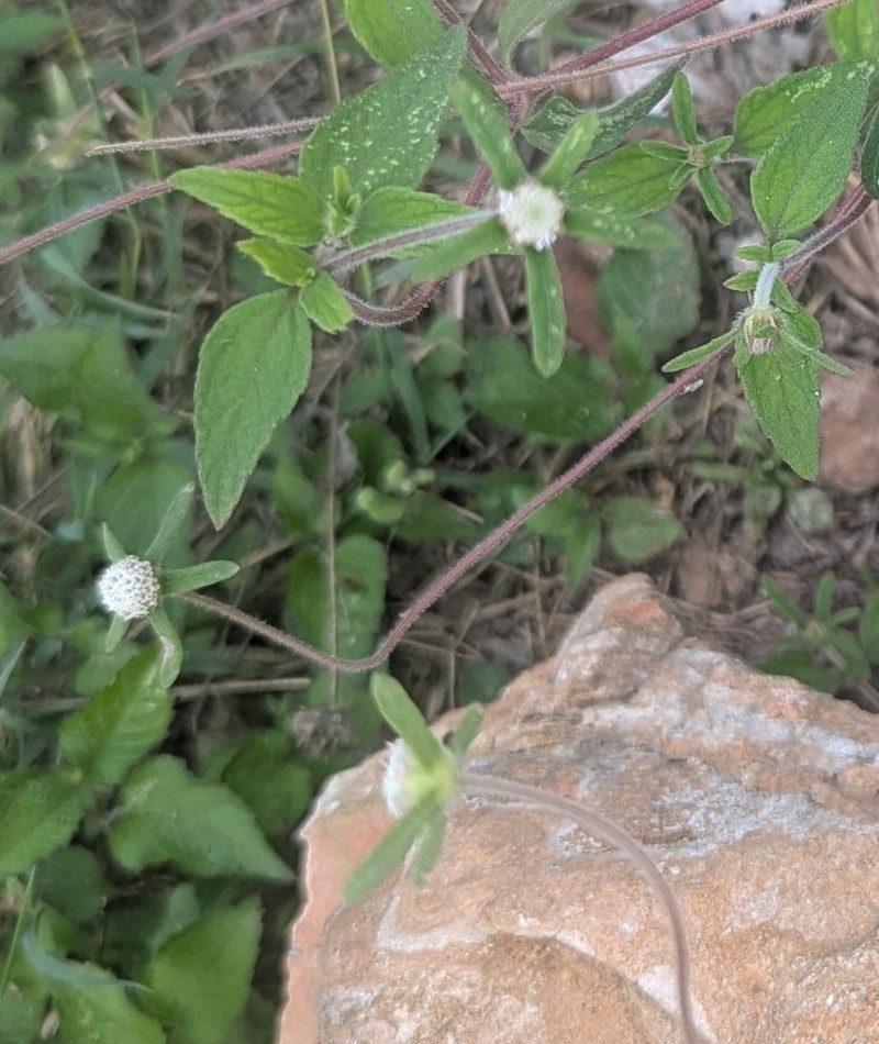 Plagiolophus millspaughii photo 6