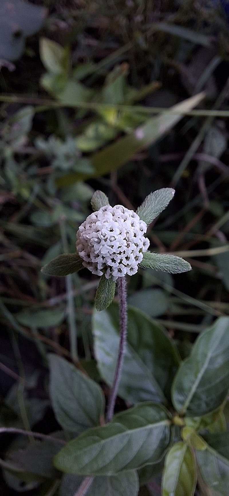 Plagiolophus millspaughii photo 7
